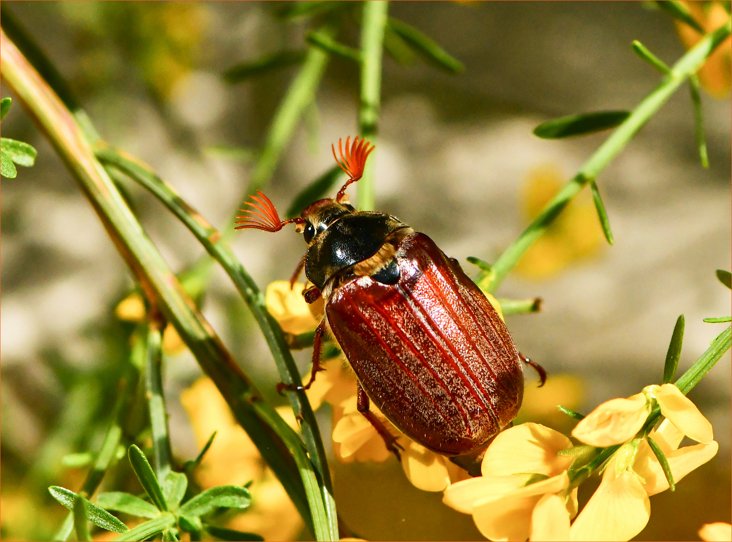 ein seltener Gast in unserem Garten