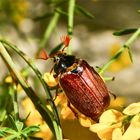 ein seltener Gast in unserem Garten