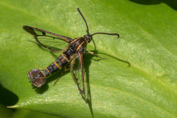 ein seltener Gast mit Schatten