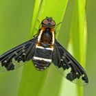Ein seltener Gast unter den Insekten ... - Bombyle, genre Hemipenthes maurus.