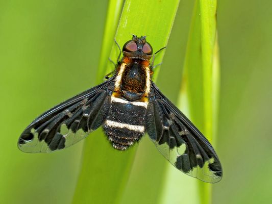 Ein seltener Gast unter den Insekten ... - Bombyle, genre Hemipenthes maurus.