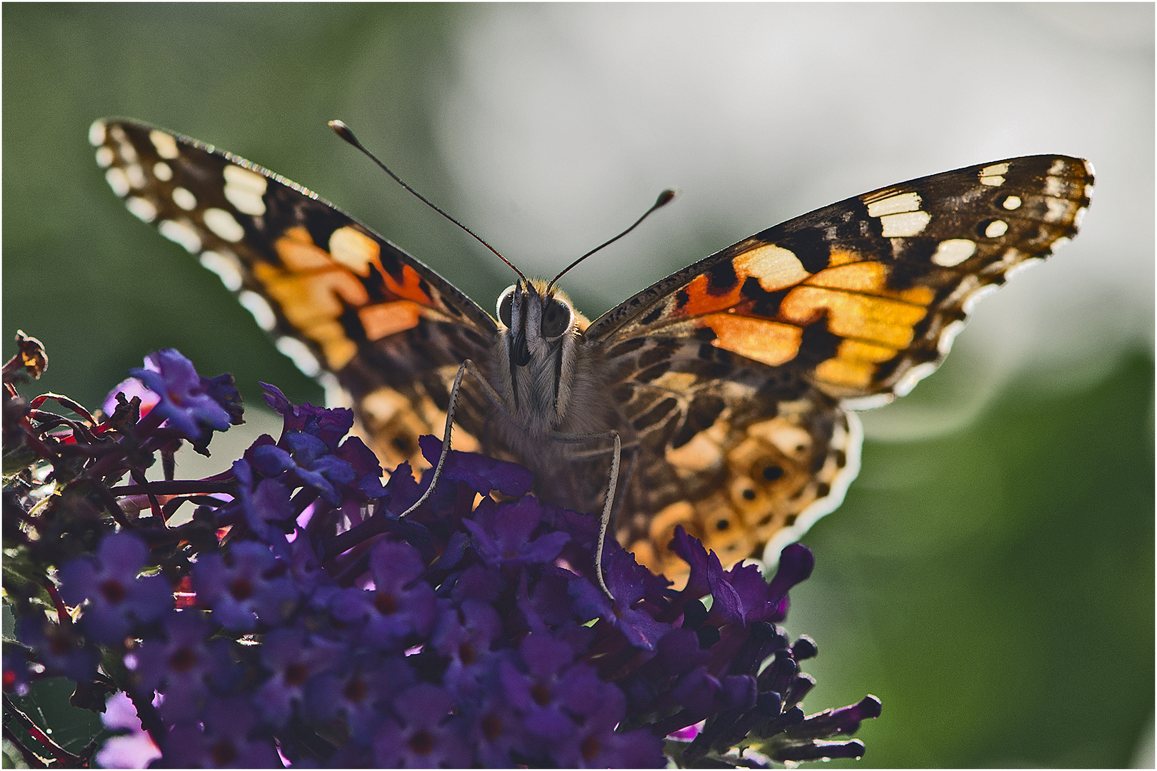 Ein seltener Gast war der Distelfalter (Vanessa cardui) . . .