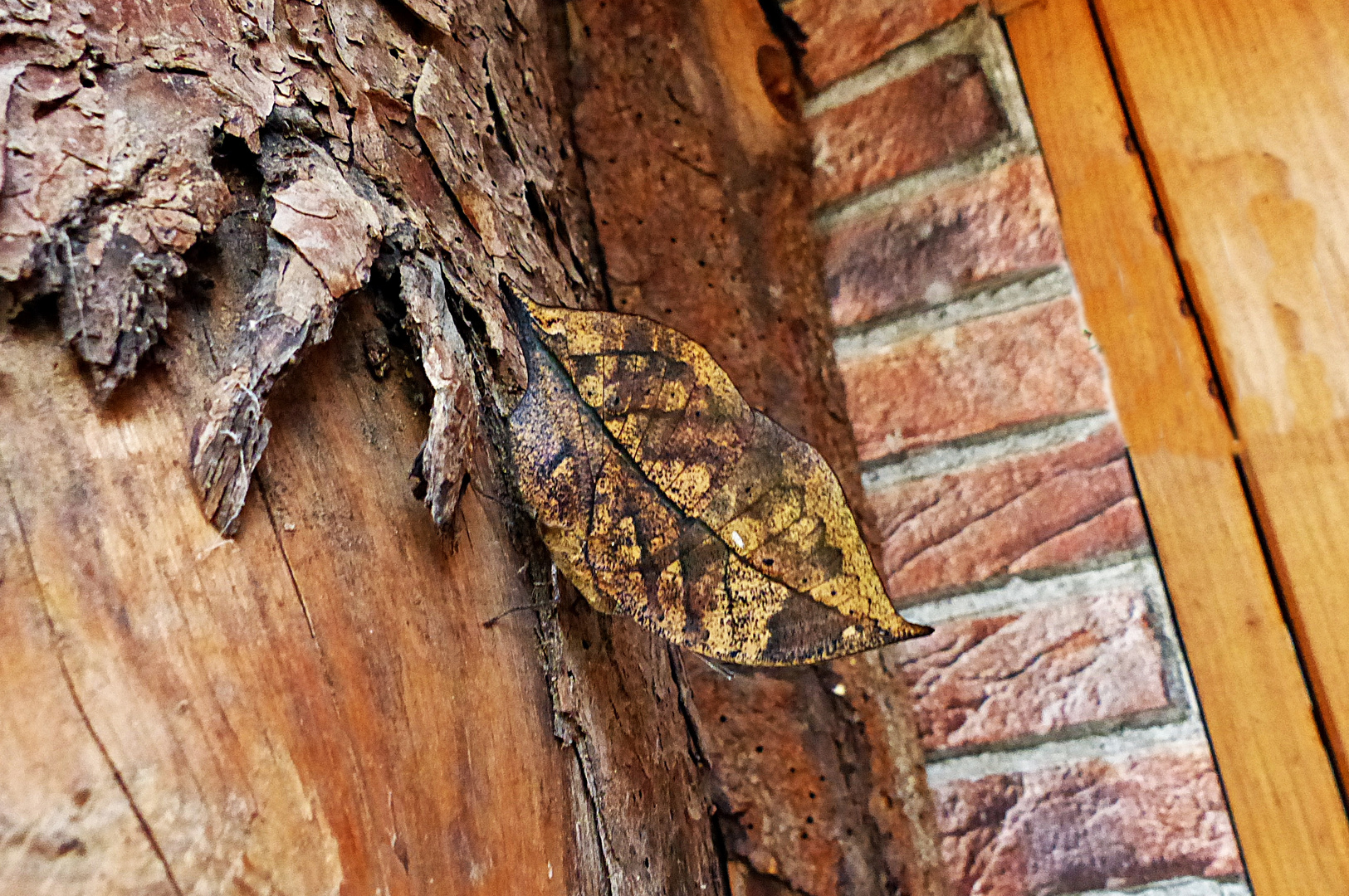 Ein seltener Indischer Blattschmetterling