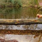 Ein seltener Kletterhund an einem Weiher im Felderbachtal.