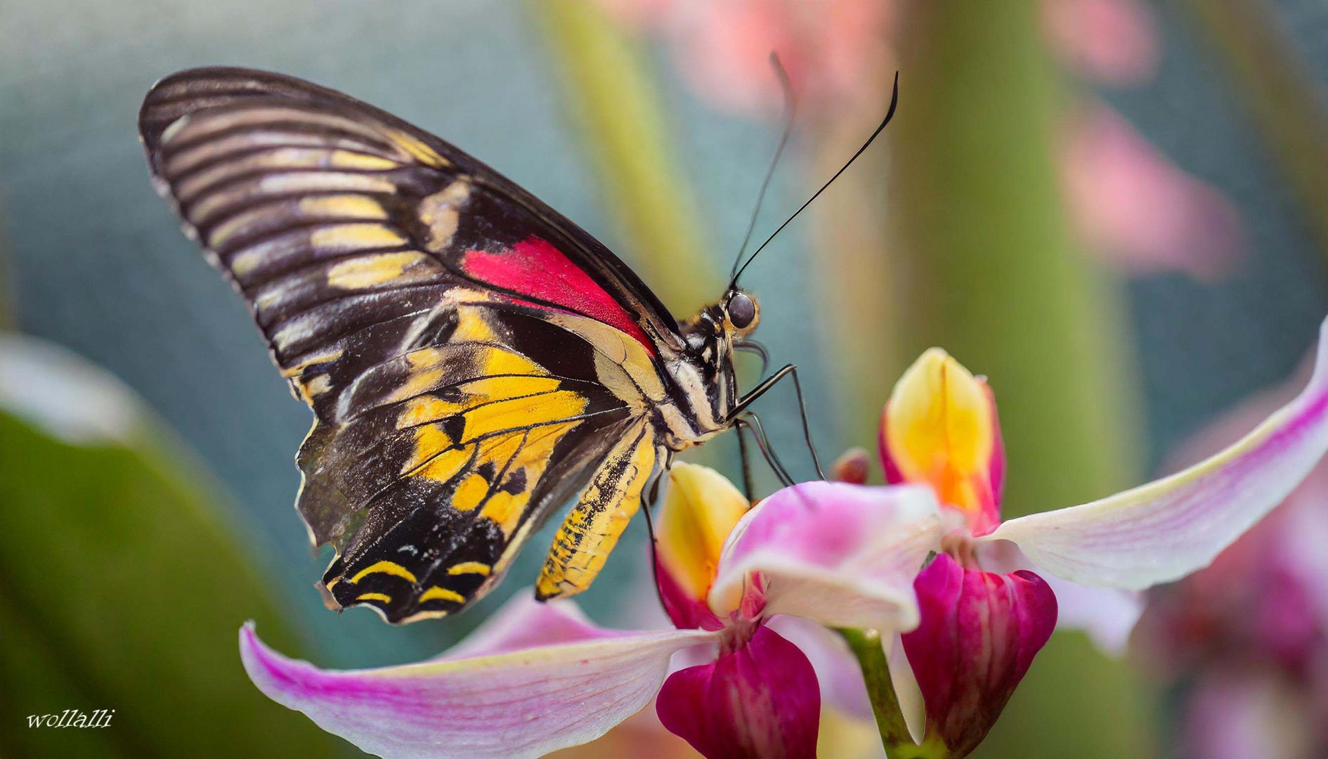 Ein seltener Schmetterling auf einer Orchidee