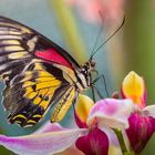 Ein seltener Schmetterling auf einer Orchidee