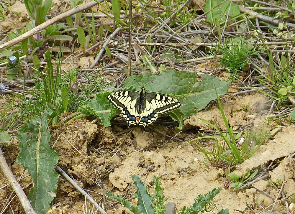 Ein seltener Schmetterling