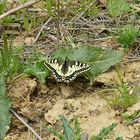 Ein seltener Schmetterling