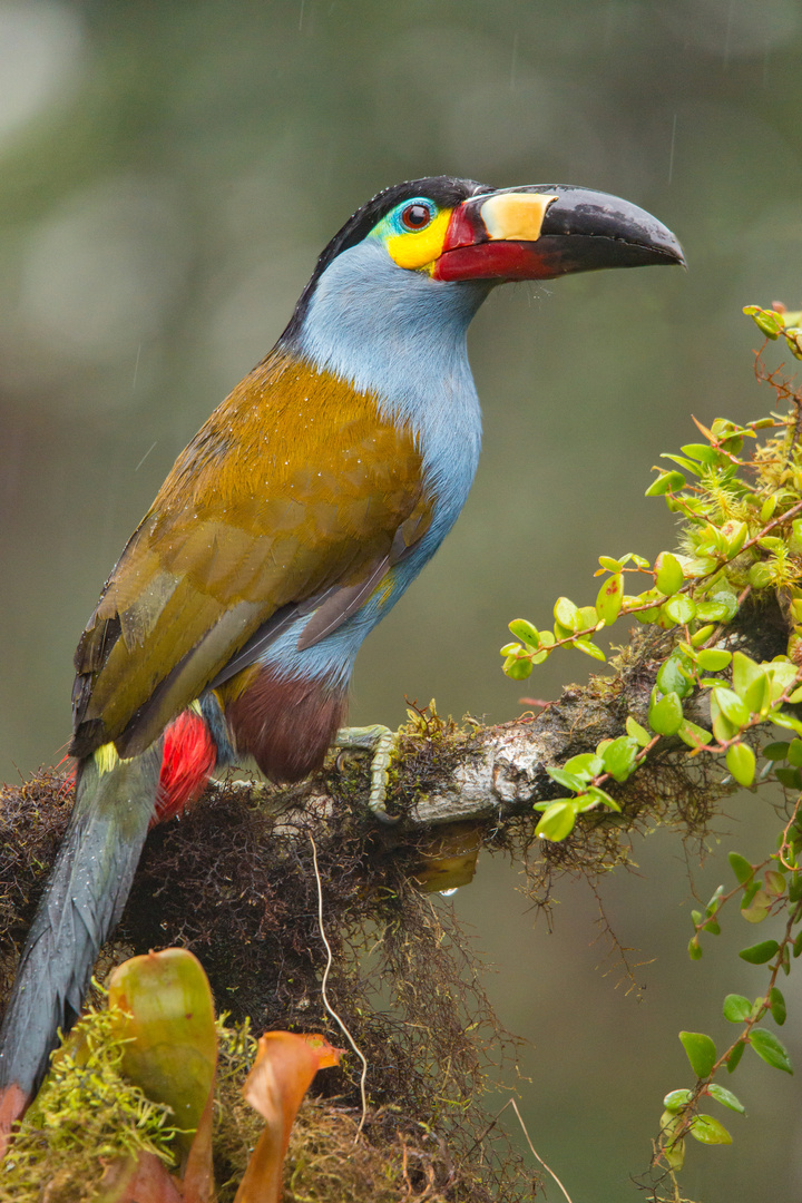 Ein seltener Tukan in den Bergen Ecuadors