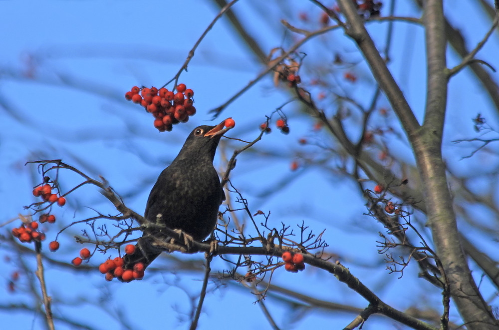 Ein seltener Vogel...