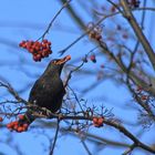 Ein seltener Vogel...