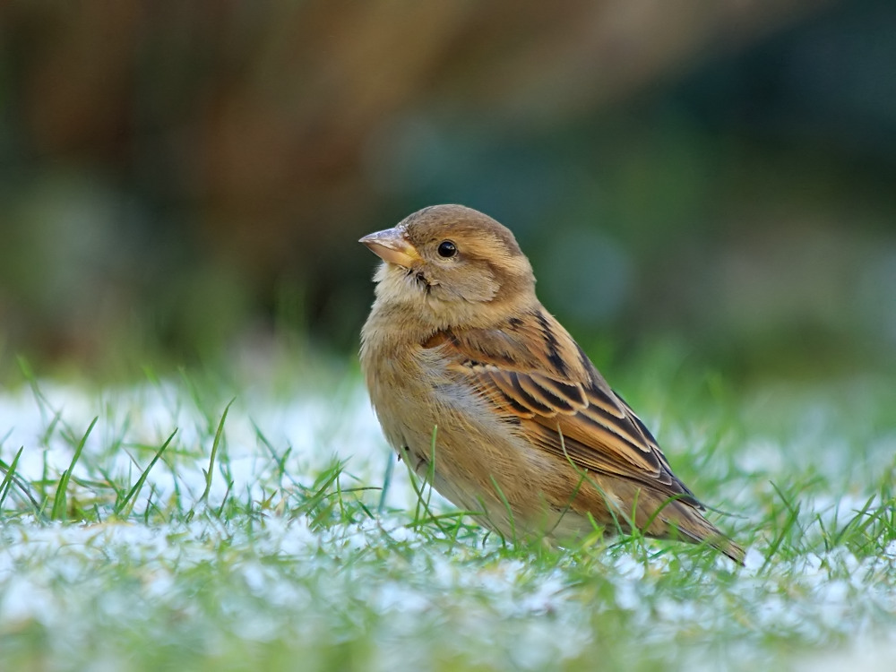 Ein seltener Vogel...