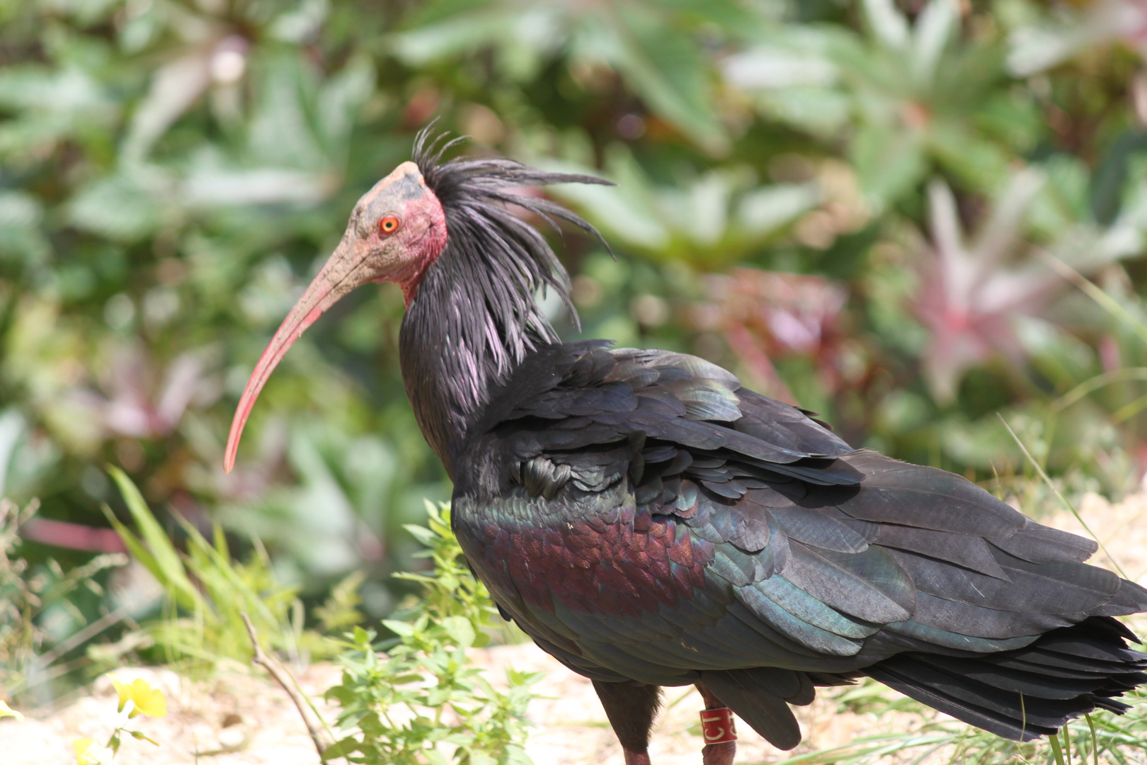 Ein seltener Waldrapp in freier Natur