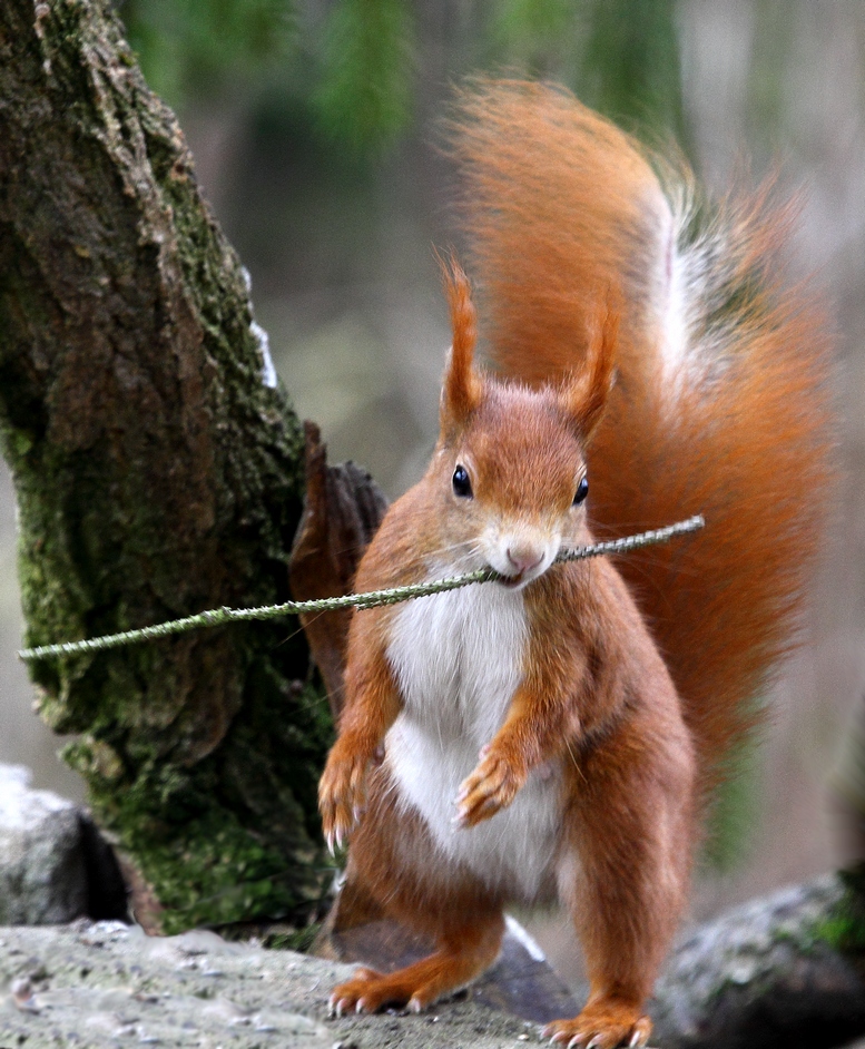 ein seltenes Apportierhörnchen