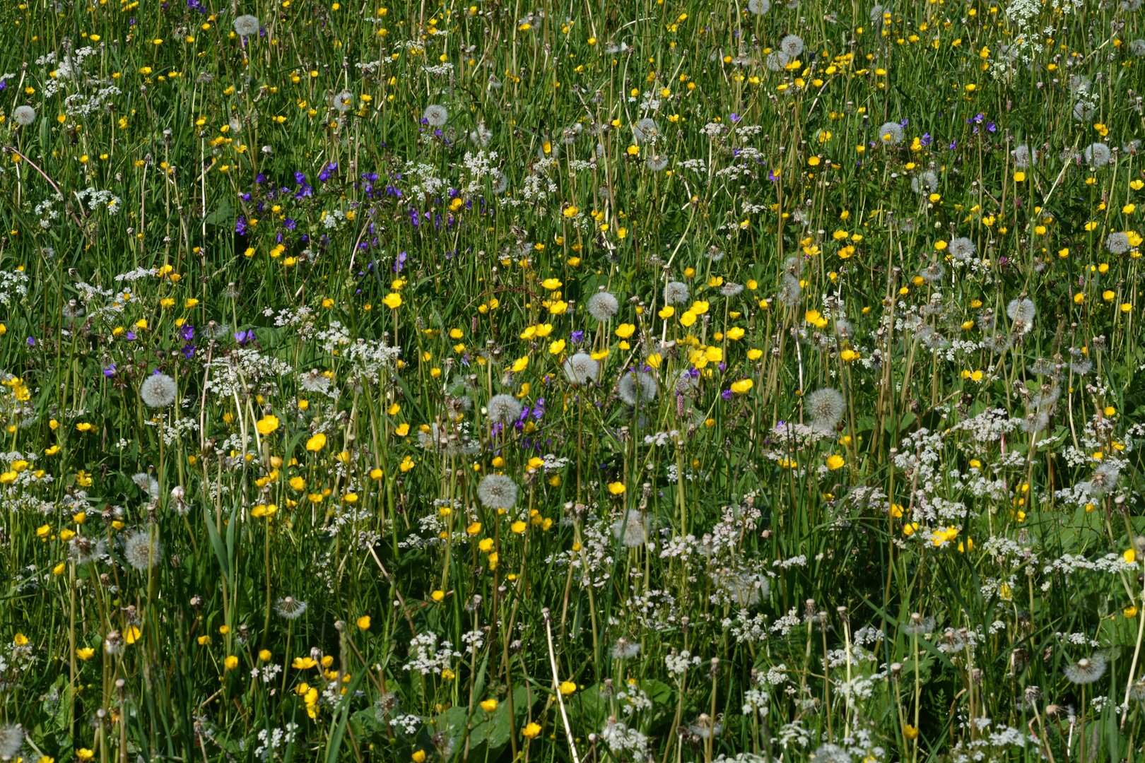 Ein seltenes buntes Stück Wiese