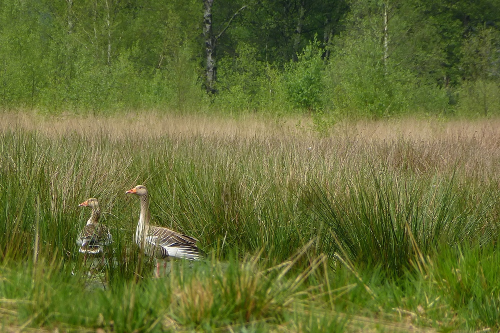 Ein seltenes Paar Graugänse im Moor