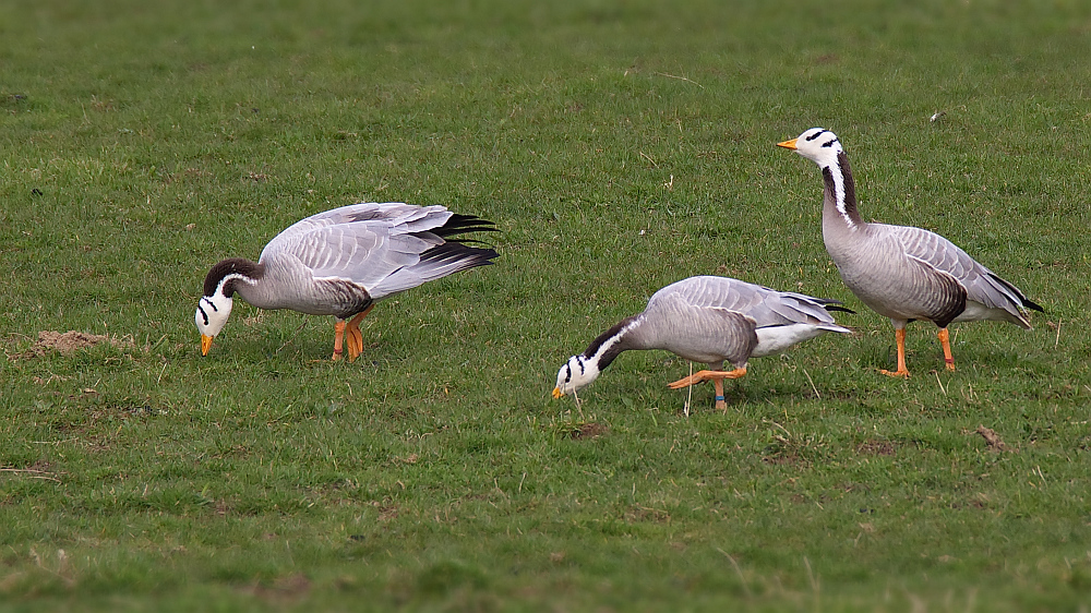 ein seltenes Trio