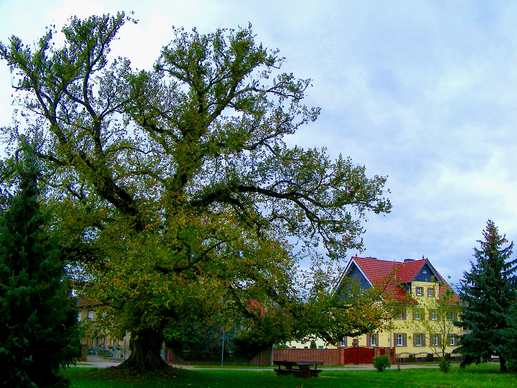 Ein seltner Ulmen-Baum oder (Rüster) genannt in Herzberg !