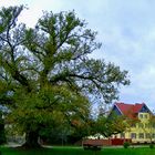 Ein seltner Ulmen-Baum oder (Rüster) genannt in Herzberg !