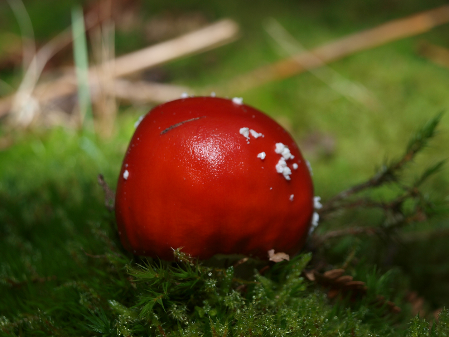 Ein seltsamer Fliegenpilz