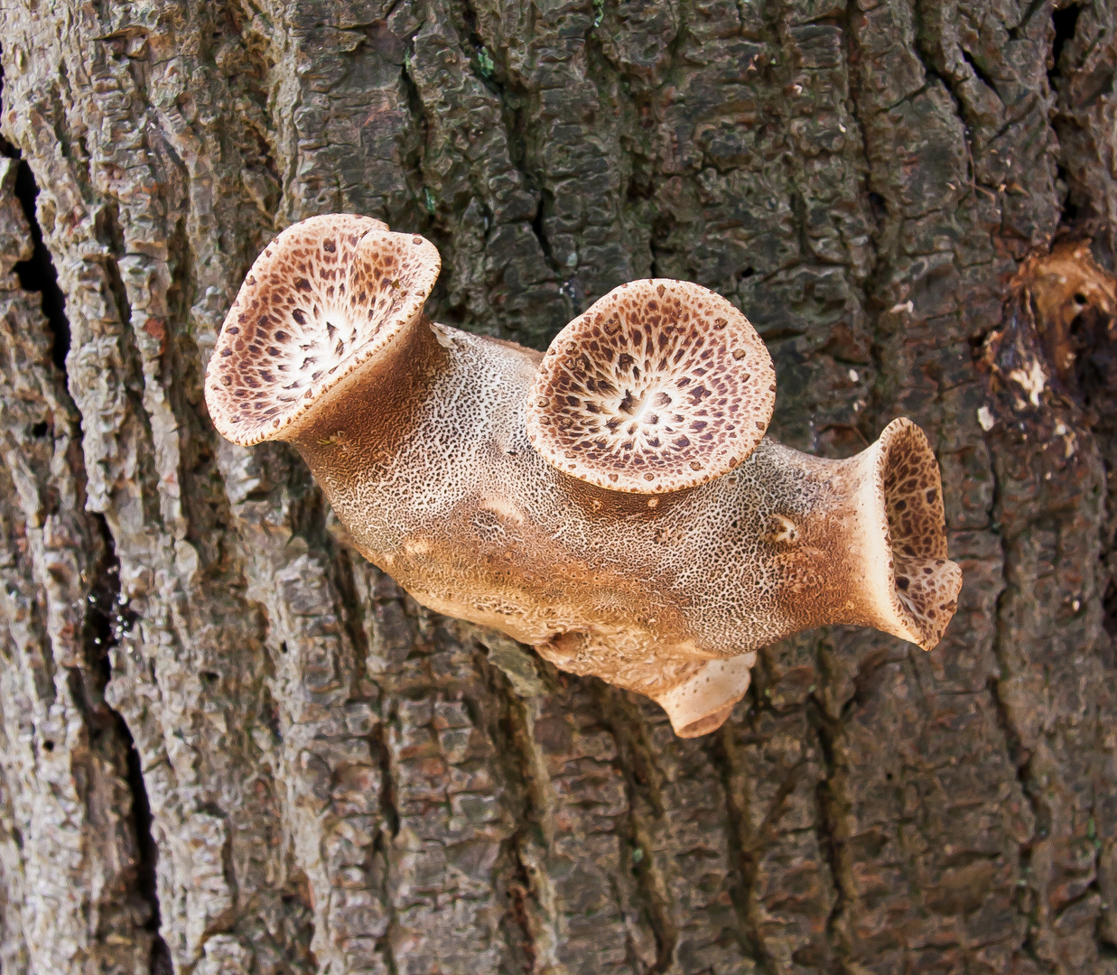 Ein seltsamer Pilz