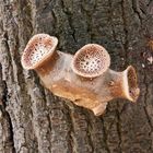 Ein seltsamer Pilz