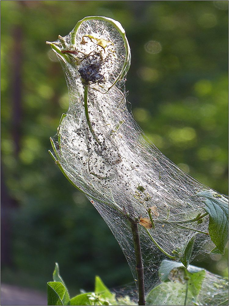 Ein seltsamer Vogel ...