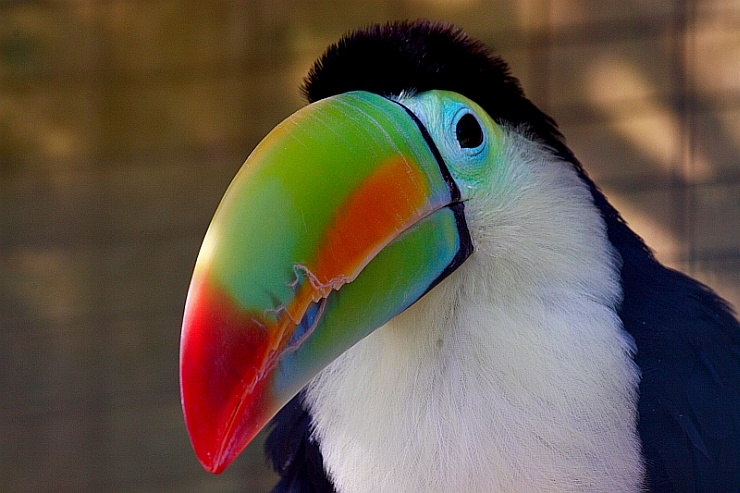 Ein seltsamer Vogel