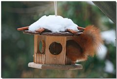 Ein "seltsamer Vogel"...