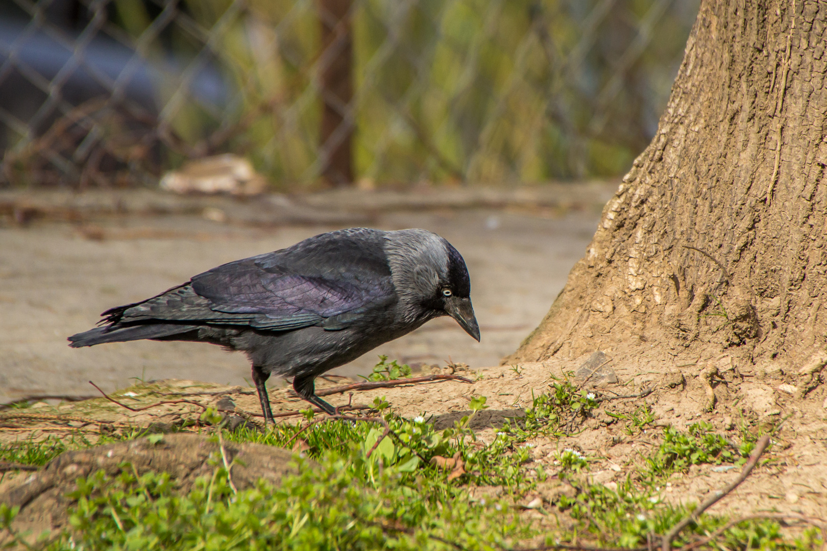 Ein seltsamer Vogel