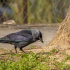 Ein seltsamer Vogel