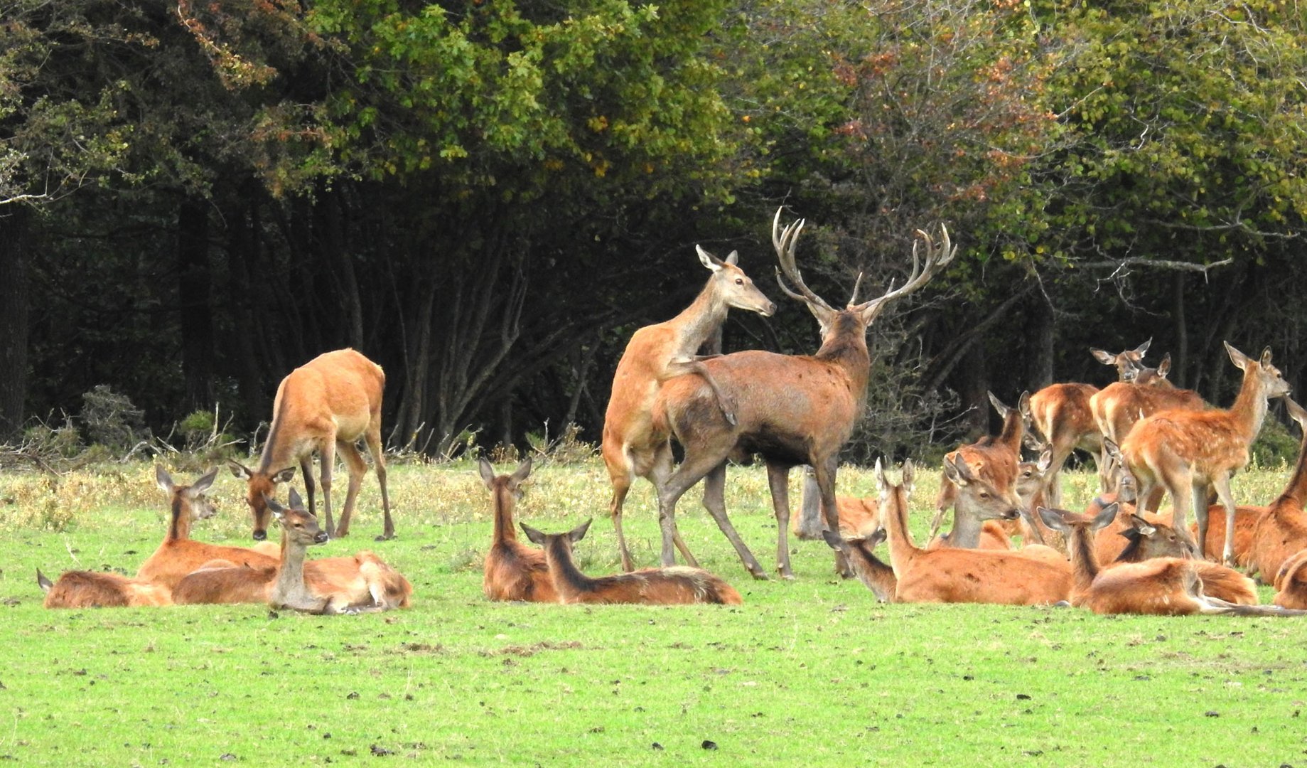 Ein seltsames Ereignis: Ein Alttier bespringt den Platzhirsch