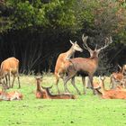 Ein seltsames Ereignis: Ein Alttier bespringt den Platzhirsch