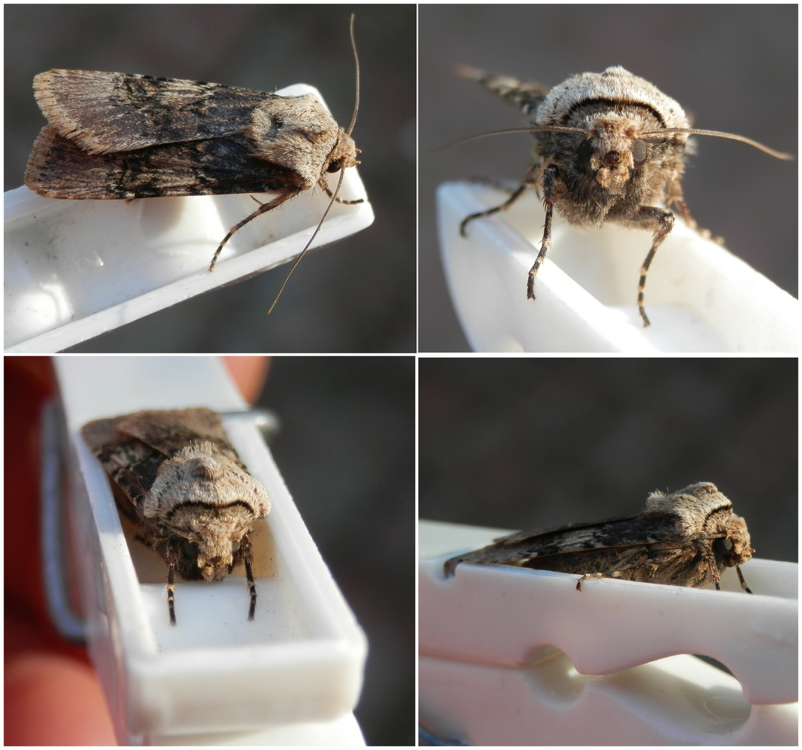 Ein seltsames Versteck - Schmalflügelige Erdeule (Agrotis puta)