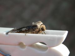 Ein seltsames Versteck - Schmalflügelige Erdeule (Agrotis puta)