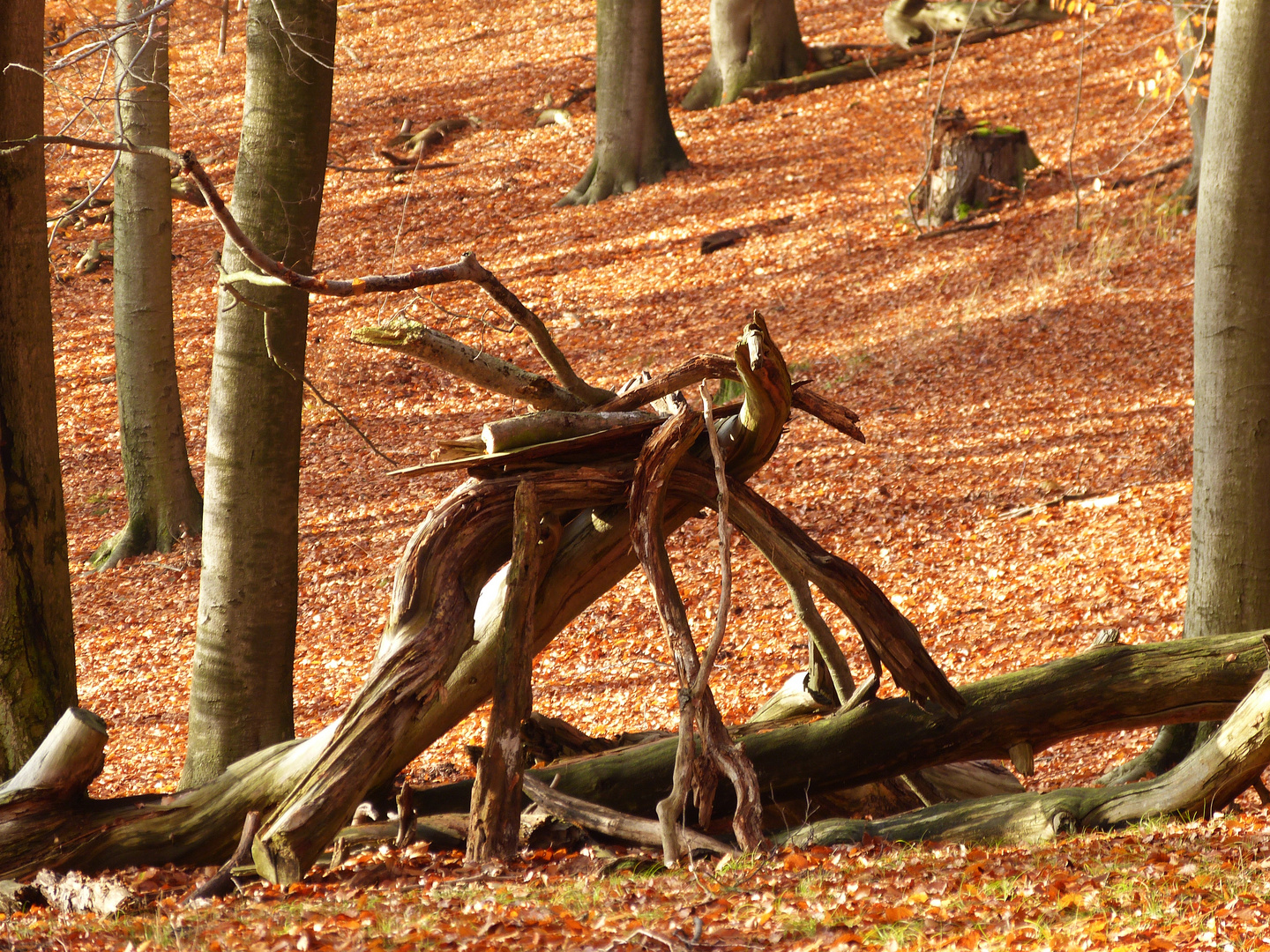 Ein seltsames Waldwesen