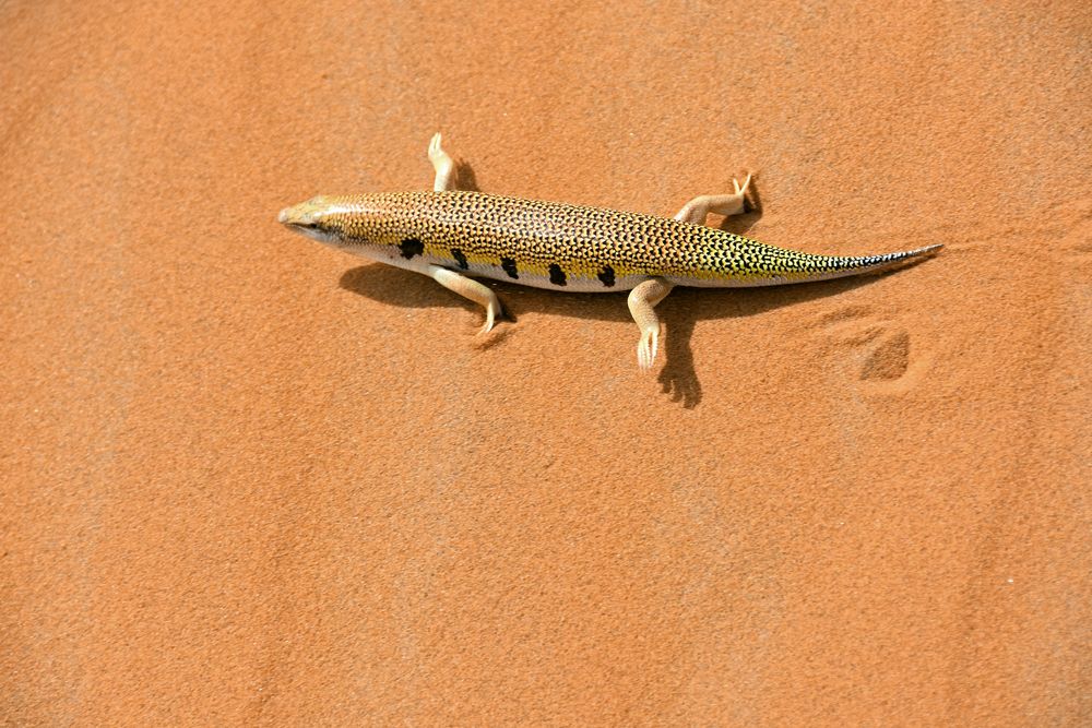 Ein Senegal-Skink im Erg Chebbi im Süden von Marokko