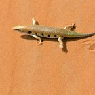 Ein Senegal-Skink im Erg Chebbi im Süden von Marokko