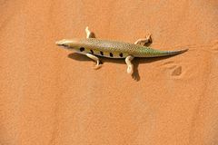 Ein Senegal-Skink im Erg Chebbi im Süden von Marokko