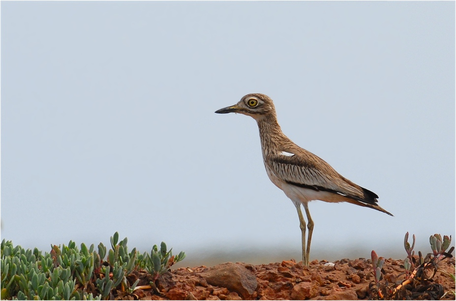 Ein Senegal-Triel...