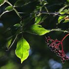 ein Septembermorgen mit Lichtstimmung