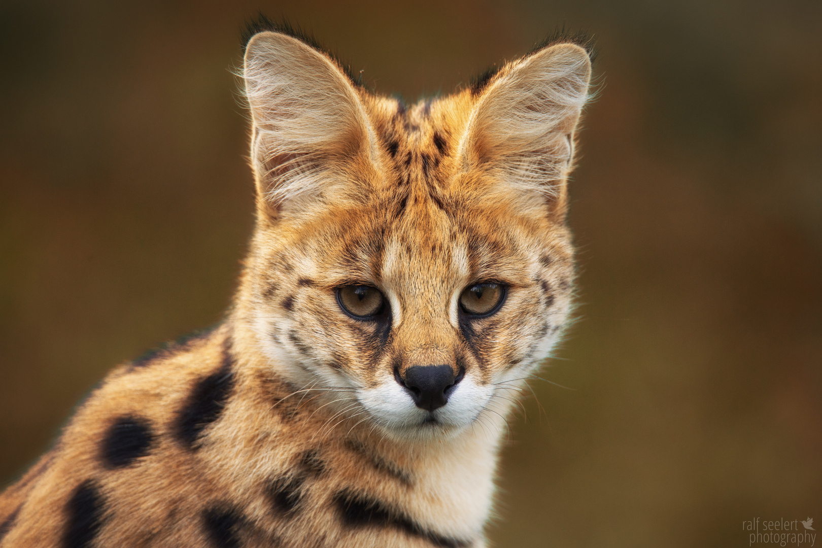 ein Serval