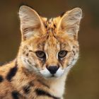 ein Serval