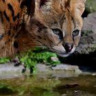 Ein Serval am Wasserloch...