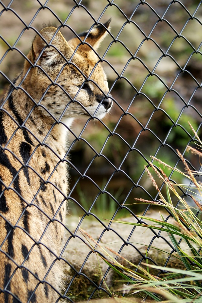 Ein Serval der in die Freiheit blickt!