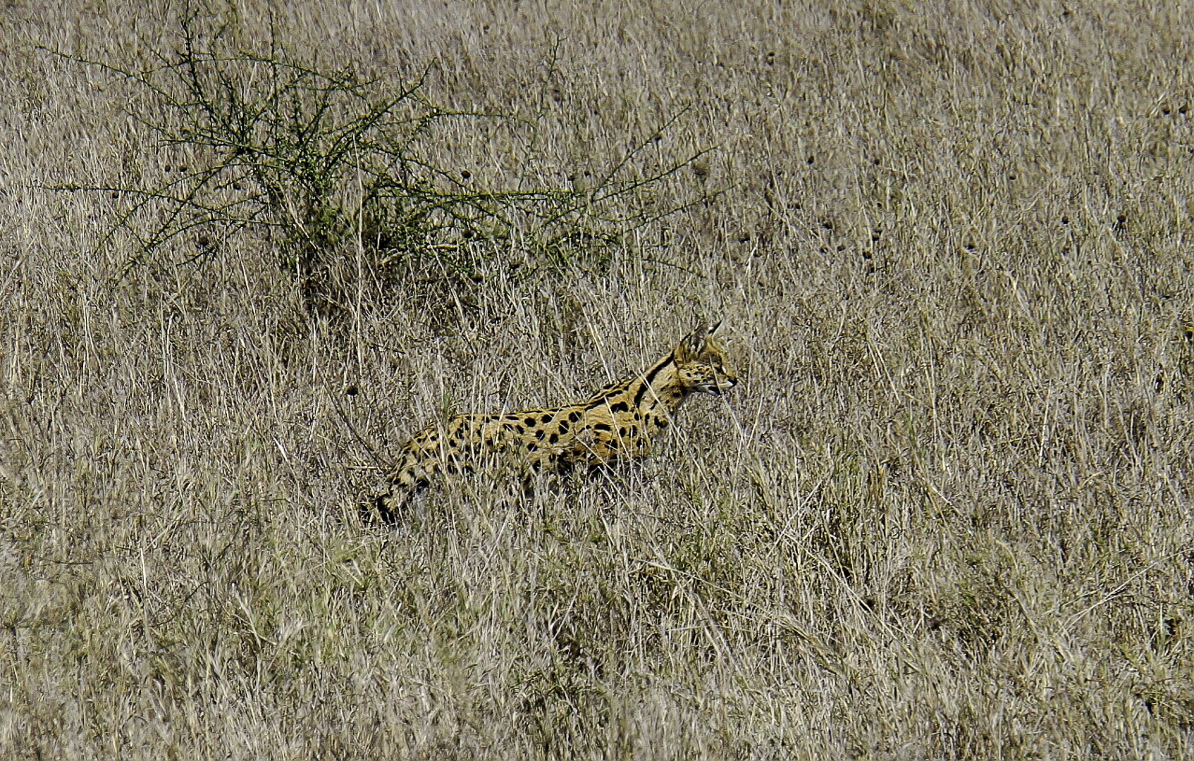 Ein Serval Schnappschuss