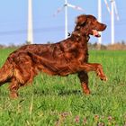 Ein Setter oder doch ein Pferd? 