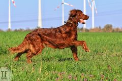 Ein Setter oder doch ein Pferd? 