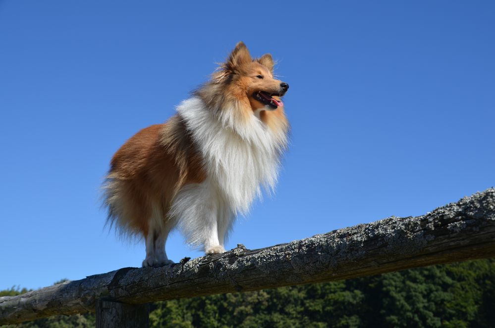 Ein Sheltie auf dem....