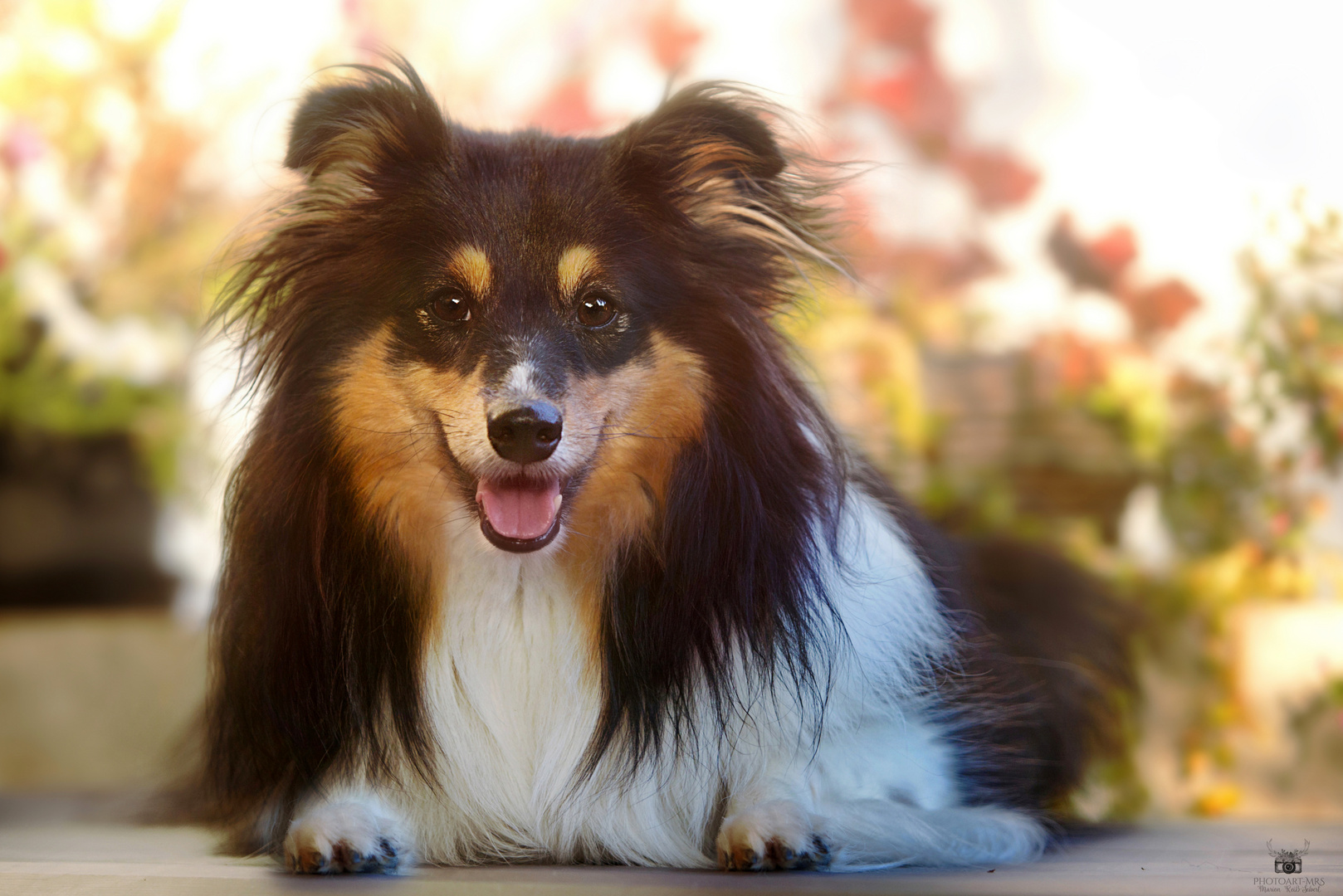 Ein Sheltie-Lächeln